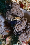 Galathea sp Bangka Batu Mandi-26m-20240927-da-DSC_0399_tn